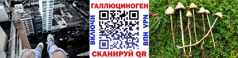 сайты даркнета клад  купить наркотики цена  Красноярск  Псилоцибиновые грибы Psilocybe 